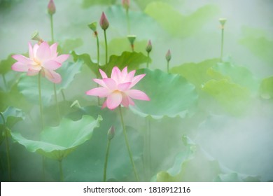 Tidligt på sommeren blomstrer lotus i lotusbassinet i tågen.