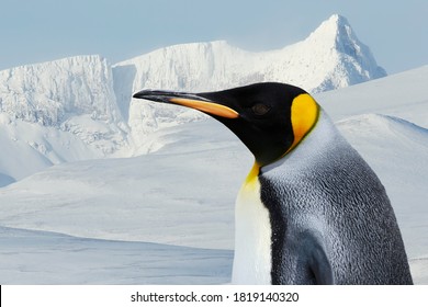 Primer plano de un pingüino rey contra las montañas blancas en invierno.