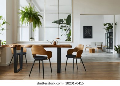 Stylish and botany interior of dining room with design craft wooden table, chairs, a lof of plants, big window, poster map and elegant accessories in modern home decor. Template.