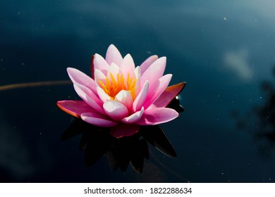 Lys rose dans la rivière. Magnifique lys. Fond.