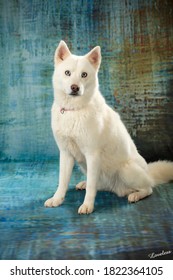Witte Husky met blauwe ogen op blauwe achtergrond