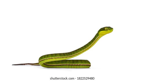 Pitviper hijau berbintik coklat atau pit viper, dengan kepala tinggi. Detil tinggi. Melihat ke samping. Terisolasi pada latar belakang putih.