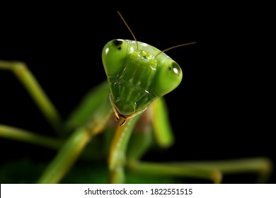 Close-up foto van een groene bidsprinkhaan (Mantis religiosa)