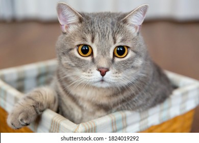 vet Cyperse Britse kat zit in rieten mand. Grote ogen, de kat kijkt naar de camera.