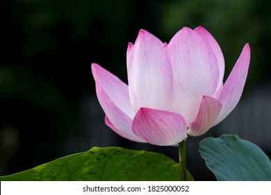 Blühende Nahaufnahme Lotusblume oder Seerose mit Sonnenuntergang. Bangkok, Thailand.