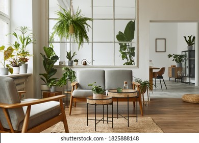 リビング ルームのモダンなスカンジナビア インテリア グレー デザイン ソファ、肘掛け椅子、多くの植物、コーヒー テーブル、カーペット、居心地の良い家の装飾の個人的なアクセサリー。テンプレート。