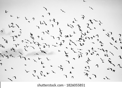 Abstract nature. Flying birds. Sky background. Starlings.