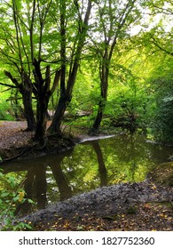Autumn Epping Forest Trees and Rever in Chingford London