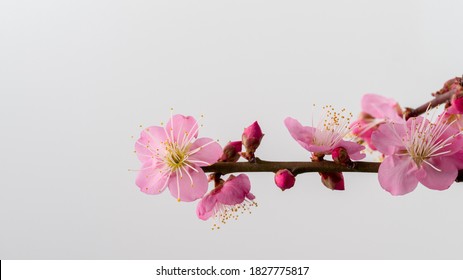 Schießen eines Zweiges mit rosa UME-Blüten. Japanische Aprikose.