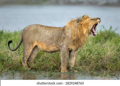 Male lion standing in wet bush in the rain yawning in Ndutu in Tanzania