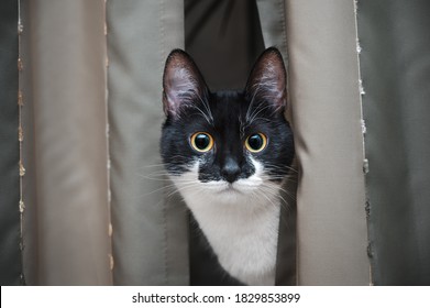Een nieuwsgierige kat kijkt uit van achter het gordijn. Ronde ogen staren aandachtig.