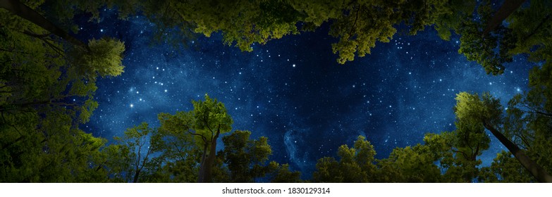 The rustle of the forest and the dance of the stars in a quiet night.