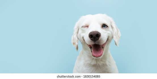 Cachorro de perro feliz guiñando un ojo y sonriendo sobre fondo azul de color con los ojos cerrados.