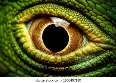 Macro shot of a green iguana's eye