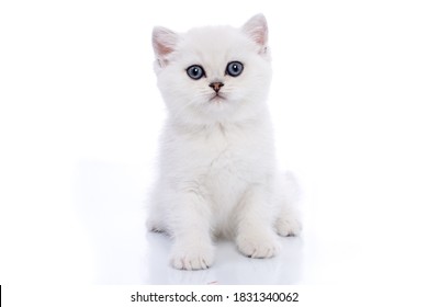 Gatito blanco británico chinchilla plateada con ojos azules aislado sobre fondo blanco.