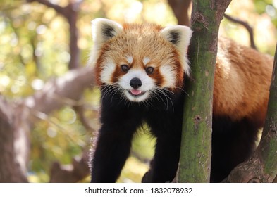 Schattige rode Panda met een vrolijke, blije glimlach op de top van een boom