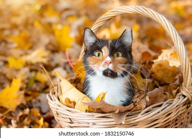 Kat in de mand. Kat zit in een mand en herfstbladeren. Een jonge gekleurde kat. Herfst verlof. Kat in de mand. Een huisdier uitlaten. Artikel over katten en de herfst. Gele gevallen bladeren. Foto's voor
