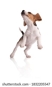 Puppy beagle plezier springen op witte achtergrond