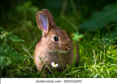 Ein wildes orangefarbenes Kaninchen/Hase mit großen Ohren in einem frischen grünen Wald (Frühlingsbabykaninchen oder Osterkaninchen)