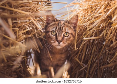 Adorable gato marrón joven alcanza su punto máximo a través de montones de heno en una granja local