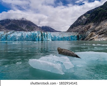 Ee.Uu., Alaska, South Sawyer - Fords Terror Wilderness, vista aérea de Harbour Seal descansando sobre un iceberg parido del glaciar Dawes en Endicott Arm