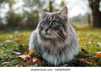De kat kijkt naar de zijkant en zit op een groen gazon. Portret van een pluizige grijze kat met groene ogen in de natuur, close-up. Siberisch ras