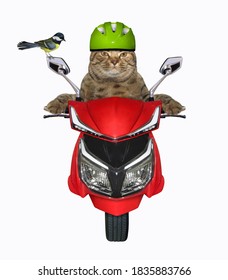 緑のヘルメットをかぶったベージュ色の猫が赤いオートバイに乗っています。正面図。白色の背景。分離されました。
