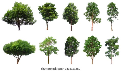 Colección de árboles, hermoso árbol tropical grande adecuado para su uso en diseño o decoración, aislado en un fondo blanco