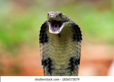 Tutup kepala ular kobra raja, wajah tutup raja kobra, tutup reptil