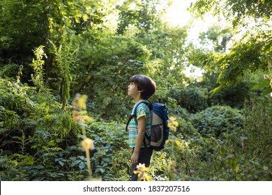 バックパックを背負った少年が森の中を歩き、子供が野生動物を探検し、子供が木々の中に一人で立っている、少年のポートレート。