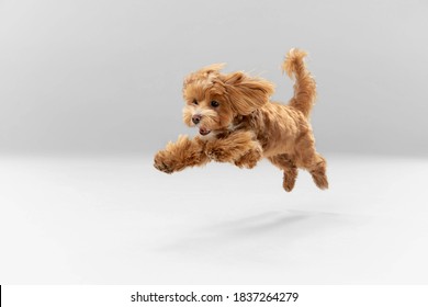 Emociones sinceras. El perrito Maltipu está posando. Lindo perrito braun juguetón o mascota jugando sobre fondo blanco de estudio. Concepto de movimiento, acción, movimiento, amor de mascotas. Parece feliz, encantado, divertido.