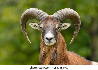 森の草むらに立つヨーロッパムフロン（Ovis aries musimon）。柔らかな背景の環境の中で、角のある美しい茶色の毛むくじゃらのムフロン。自然からの野生動物のシーン。チェコ共和国