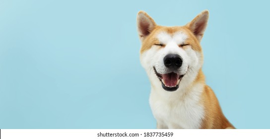 Perro akita sonriente con expresión feliz. y ojos cerrados. Aislado sobre fondo de color azul.