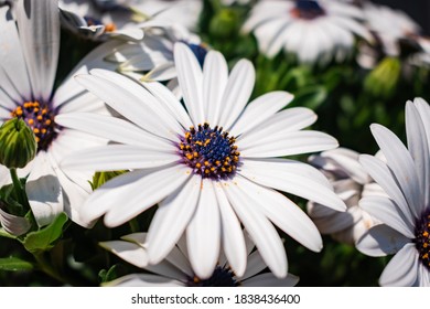 白いオステオスペルマム・エクロニスが咲く春の一年生植物
