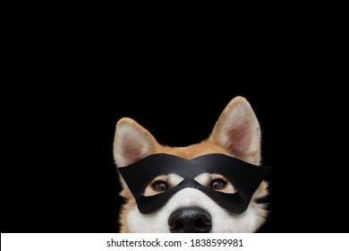 Funny close-up akita dog celebrating new year, halloween or carnivai dressed as a black hero. Isolated on black background.