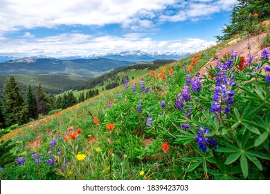 Panorama lanskap yang indah penuh dengan rumput liar, pohon cemara, langit biru cerah. Ungu biru oranye merah kuning warna bluebonnets kuas cat di pegunungan berbatu Colorado selama liburan musim panas
