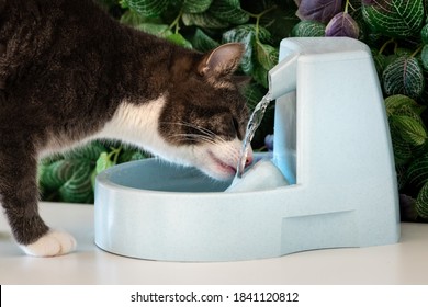 猫はウォーター ディスペンサーからきれいな水を飲みます。猫の噴水。ペットの渇き。猫の脱水症状。