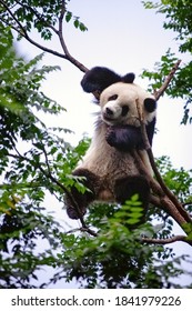 Gelukkige panda zittend op de top van een boom in een dierentuin in Peking