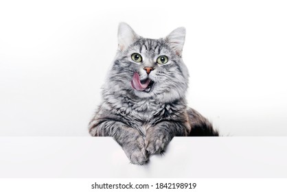 Grappige grote langharige grijze kitten met mooie grote groene ogen liggend op witte tafel. Mooie pluizige kat die lippen likt. Vrije ruimte voor tekst.