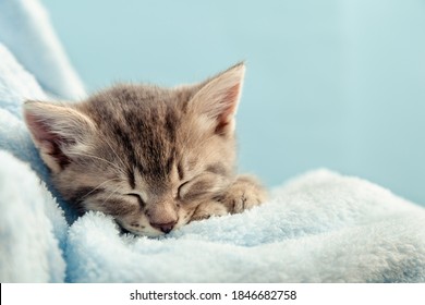 Kätzchenporträt mit Pfoten. Süßes Tabby-Kätzchen schläft in blauem Plaid. Neugeborenes Kätzchen Babykatze Kind Haustier. Heimtier. Gemütliches Zuhause im Winter. Nahaufnahme mit Kopienraum