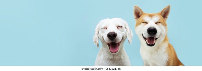 Banner dos perros sonrientes con expresión feliz. y ojos cerrados. Aislado sobre fondo de color azul.