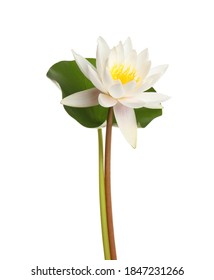 Schöne blühende Lotusblume mit grünem Blatt isoliert auf weiß
