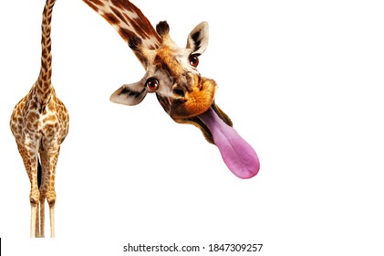 Lustiges Foto einer Giraffe, die die Zunge herausstreckt, isoliert auf weiß