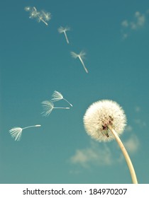Dandelion and flying  fuzzes,with a retro effect