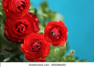 Ranunculus flower.buttercup flowers.floral background.Bright red flowers on a blue background. Red ranunculus bouquet close-up.Floral card with colorful spring flowers.women's day.copy space