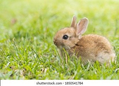 Furry Petit Lapin Hd Fond D Ecran Telecharger