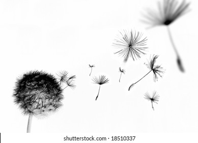 Abstract dandelion with seeds floating away