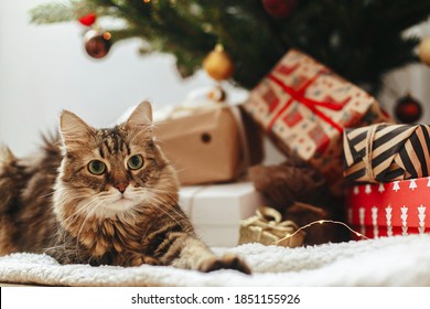 赤と金のつまらないクリスマス ツリーの下に包まれたギフト ボックスに座っている愛らしいぶち猫。お祝いの部屋でくつろぐかわいいメインクーン。メリークリスマス！ペットと冬休み