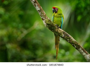 Fauna de Costa Rica. Ara ambigua, loro verde Gran guacamayo verde en el árbol. Pájaro salvaje raro en el hábitat natural, sentado en la rama en Costa Rica. Escena de vida silvestre en el bosque tropical.