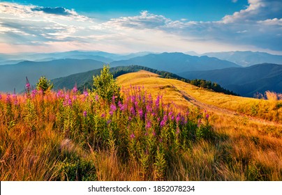 Landscape photography. Blooming pink Chamaenerion angustifolium flowers on the Menchul mountain valley. Astonishing summer scene of Carpathian mountains, Ukraine, Europe. 